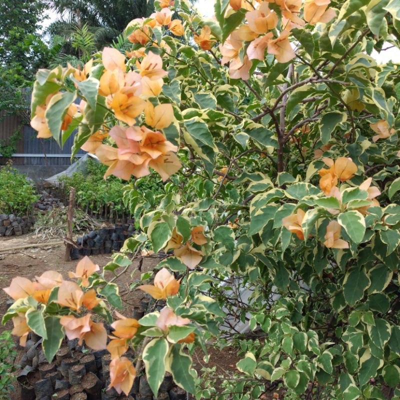 Bunga Bougenville Id Kuning Daun Varigata