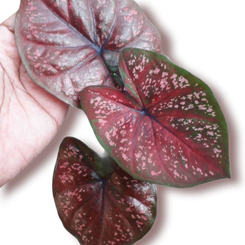 DOH ( tanaman hias caladium DOH )