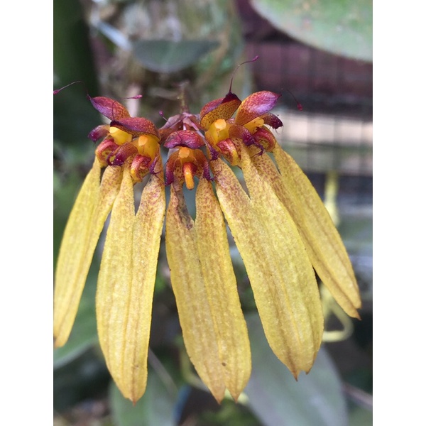 Bulbophyllum longiflorum