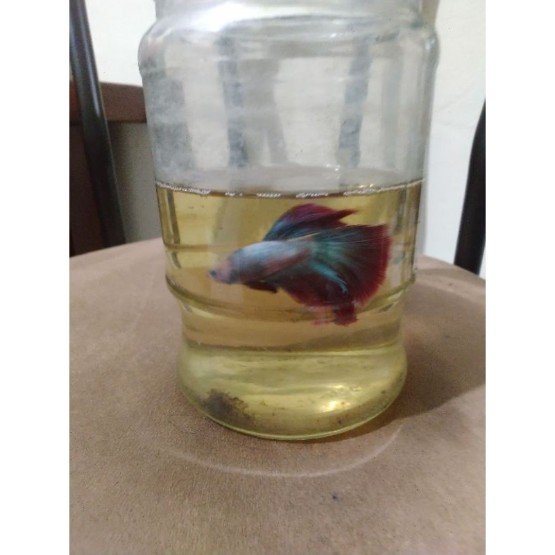 ikan cupang slayer