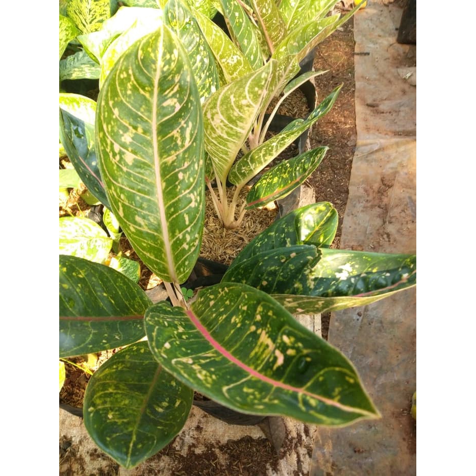 Tanaman Hias Aglaonema Dona Karmen  Aglonema DonaCarmen Tanaman Hidup - Bunga Hidup Murah