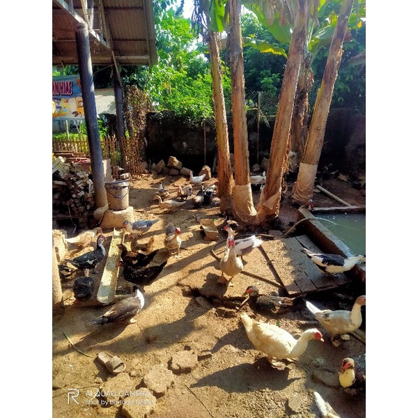 

telurayamentokbebek