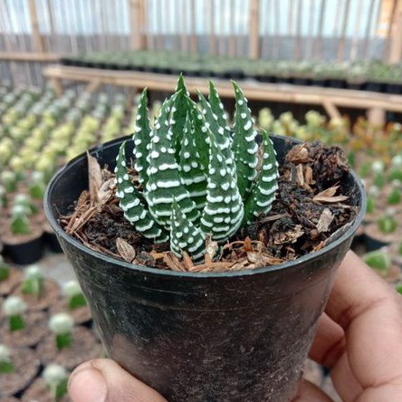 sekulen perkutut kaktus sekulen