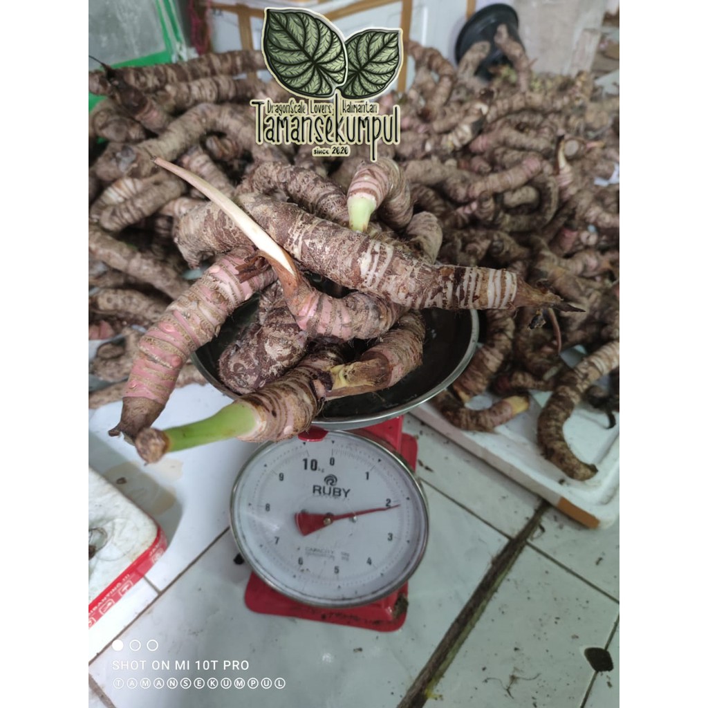 Bonggol Cuprea Kiloan - Alocasia Cuprea KING, Alokasia Cuprea, Bonggol Alocasia, Keladi Tengkorak