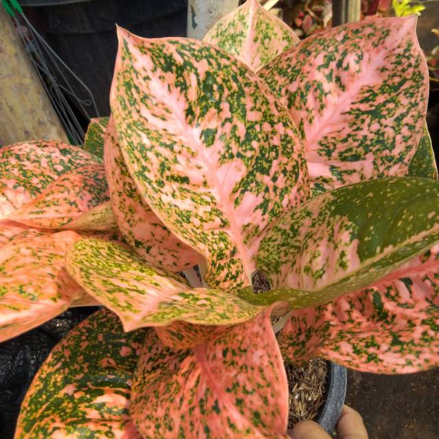 Aglaonema aglonema stardust orange Shopee Indonesia Aglaonema aglonema stardust orange Shopee Indonesia