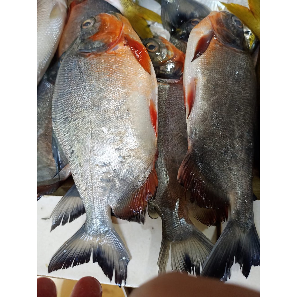 

Ikan Bawal Tambak / 500gr