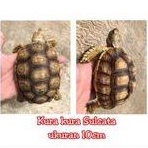 kura kura sulcata