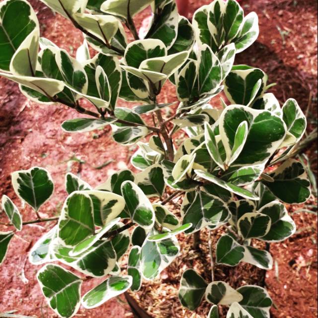 Tanaman hias Ficus triangularis