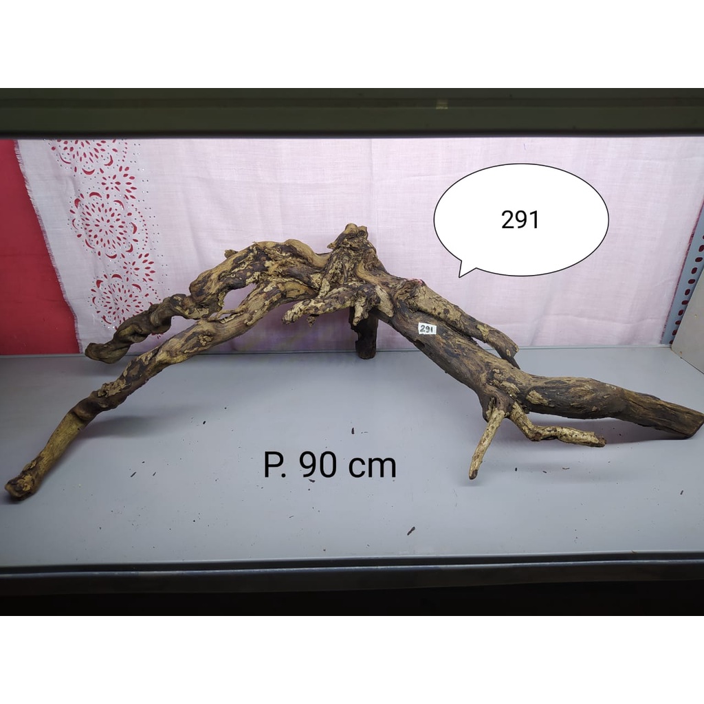 Kayu Santigi laut / Akar Sentigi Karang Aquarium / Aquascape Tenggelam