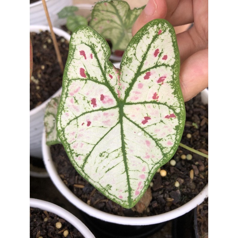 

Caladium Cranberry / Strawberry Star / Keladi Maulie