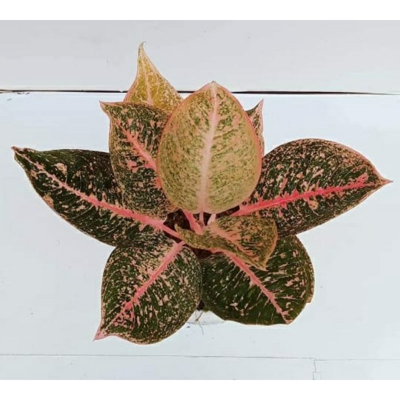 aglonema anakan SHINTA PINKIES