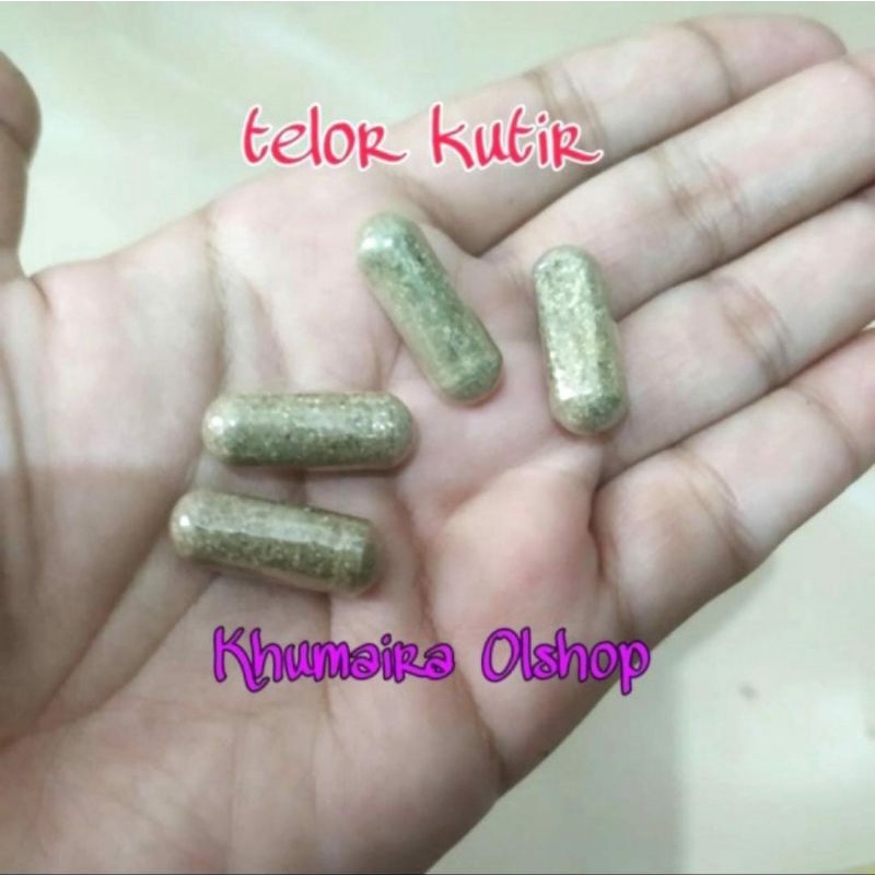 Telur Kutu Air Moina Macrocopa