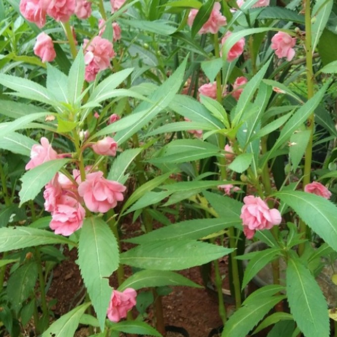 tanaman hias pacar air bunga pink