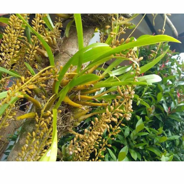 

Terlaris anggrek_Eriabiglandulosa