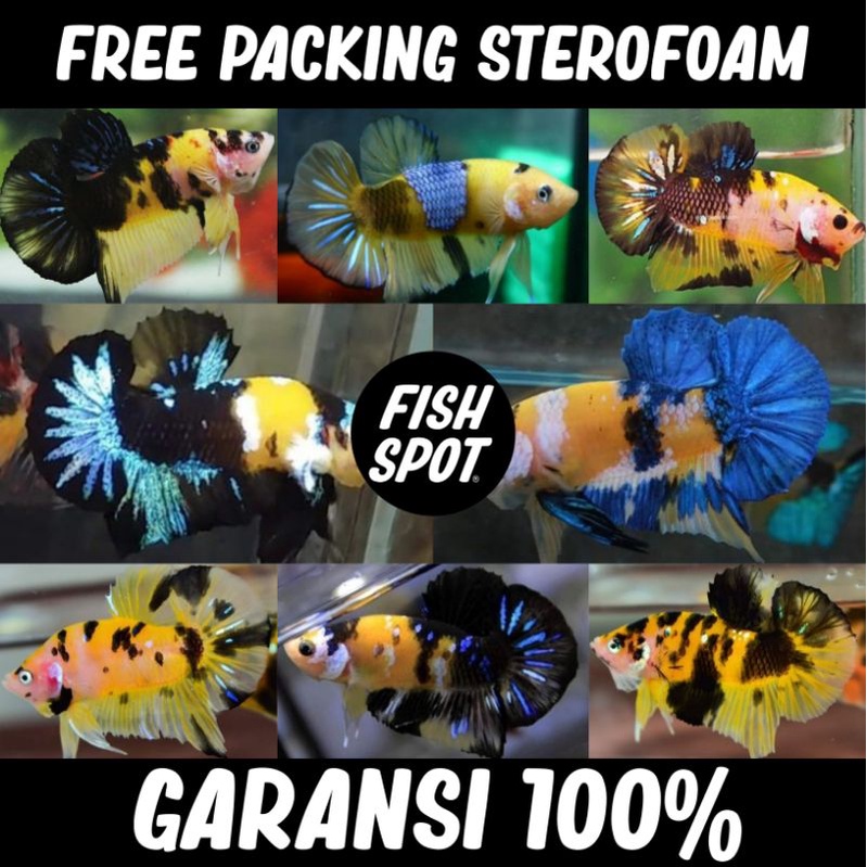 PLAKAT YELLOW KOI GALAXY DAGlNG KUNING