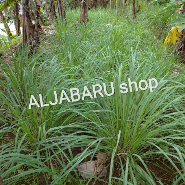 

Serai / Sereh Segar Sayuran Tanaman Herbal
