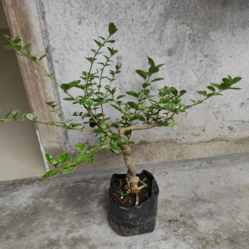 Bonsai sancang varigata cantik
