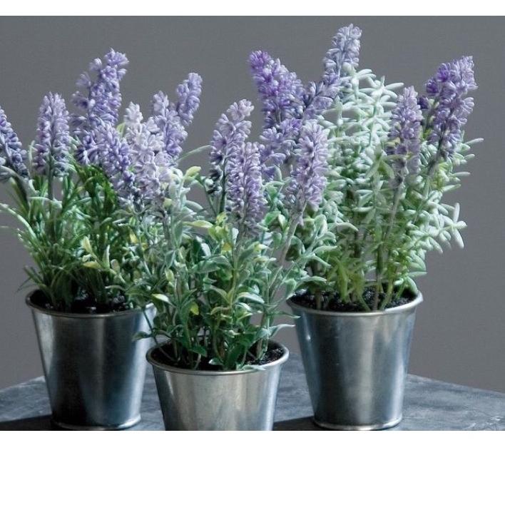 Terlaku.../Lavender asli/lavandul TANAMAN ANTI NYAMUK english lavender - Tanaman Hias Hidup-Bunga Hi