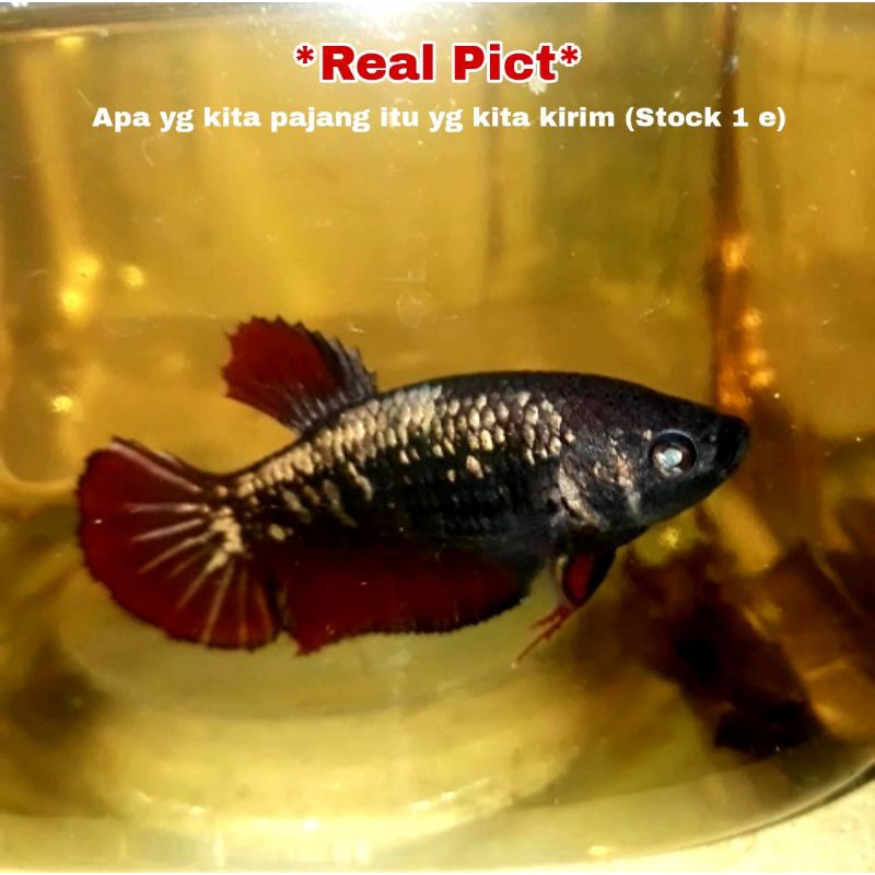 Cupang avatar gold red famale TOP GRADE  (Limited Edition)