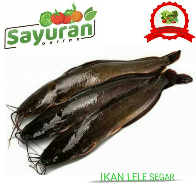 IKAN LELE 1KG