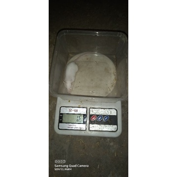 TIKUS PUTIH MENCIT (MEDIUM)