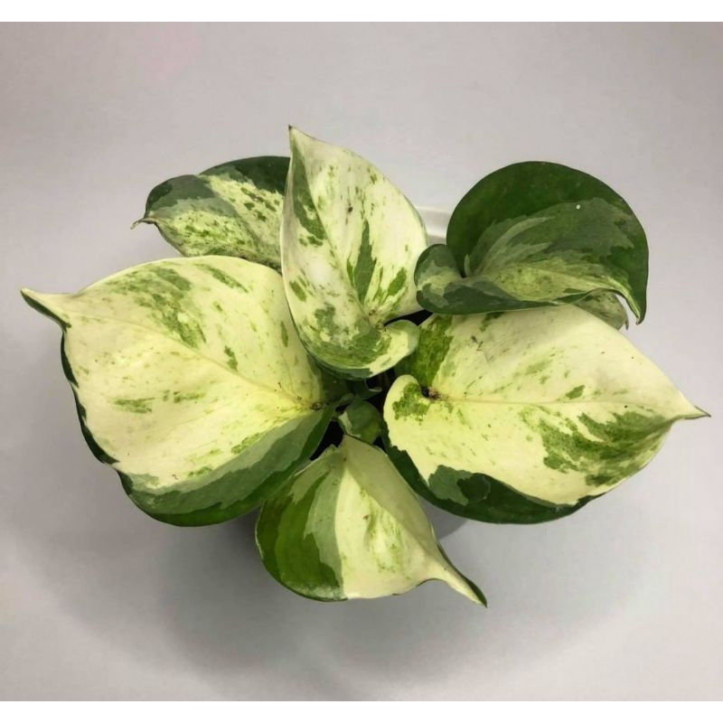 Daun 4-6/Sirih Manjula/Sirih Gading Manjula/Epipremnum Manjula