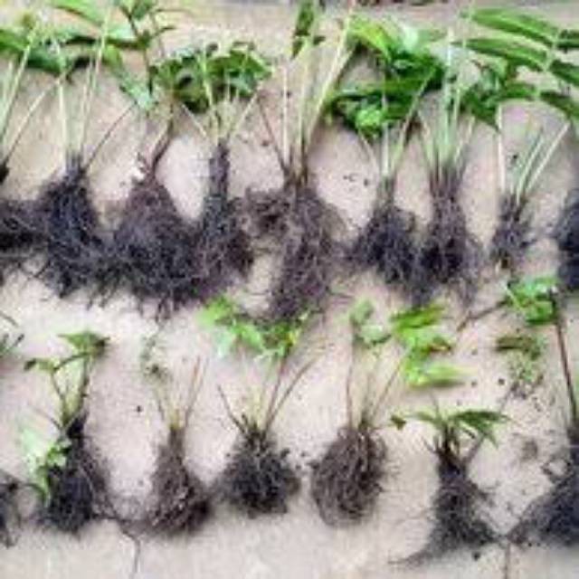 Paket 6 Bibit Tanaman Pakis Sayur