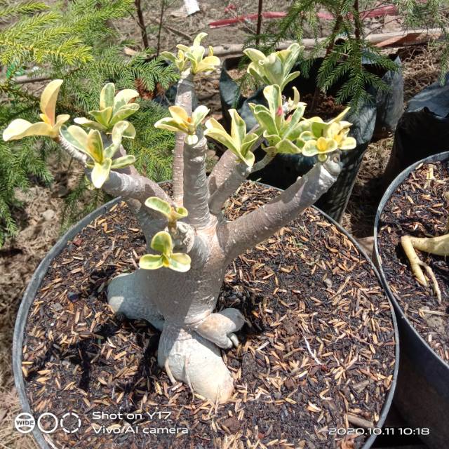 Adenium DHA varigata saranyar