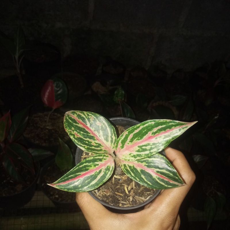 Anakan aglonema red borju-bibit aglonema-red borju