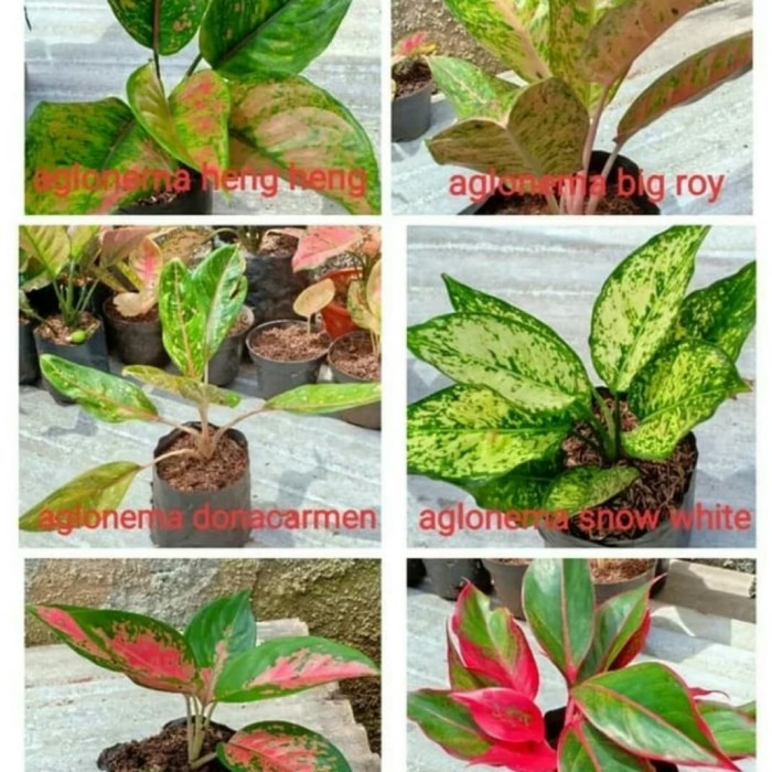 Paket 6 Bibit Bunga Aglonema - Tanaman Hias Aglonema
