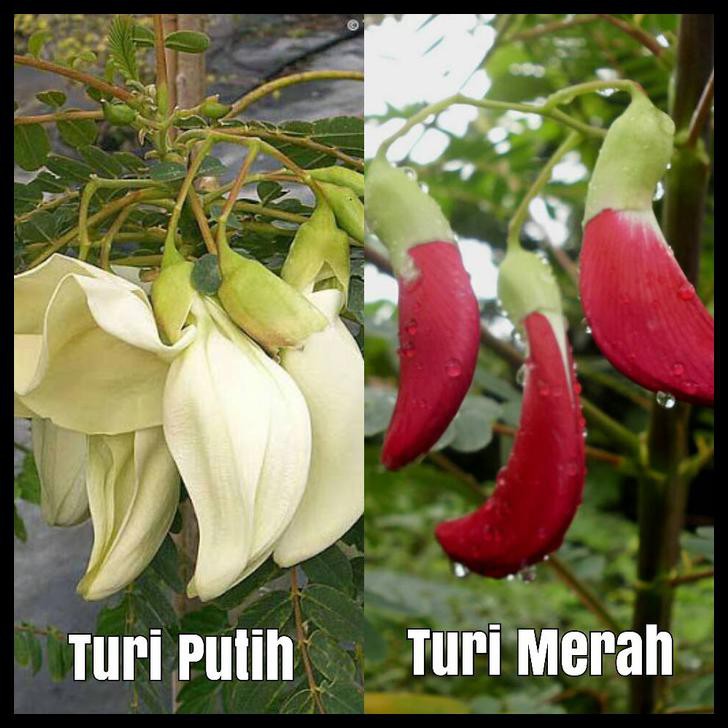 BENIH / BIBIT / BIJI - BUNGA KEMBANG TURI (MERAH & PUTIH) CAMPUR MIX