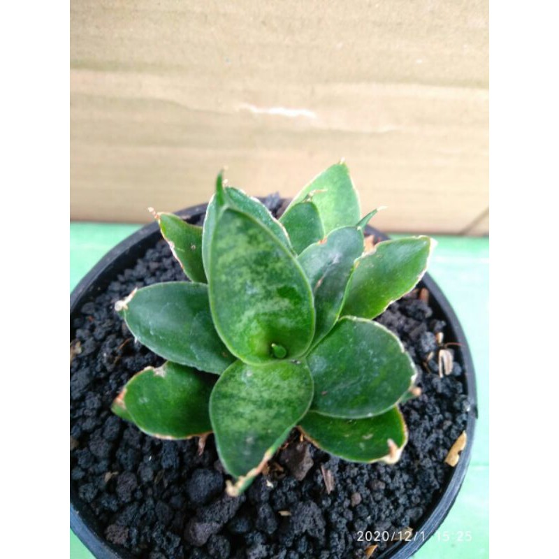 Tanaman hias mini sansevieria / sansivera hybrid kalpataru
