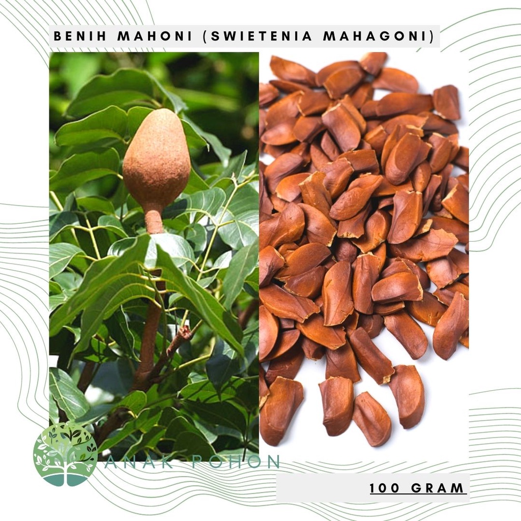 (100 GRAM) Benih Bibit Biji - Pohon Kayu Mahoni (Swietenia mahagoni) Seeds