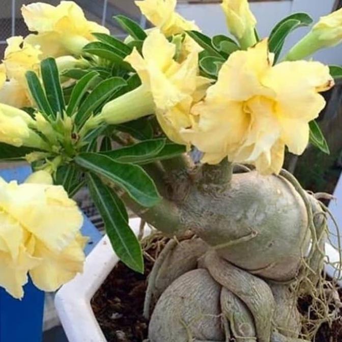 Produk Terbaik] bibit tanaman adenium bunga kuning bonggol besar kamboja jepang bonsai