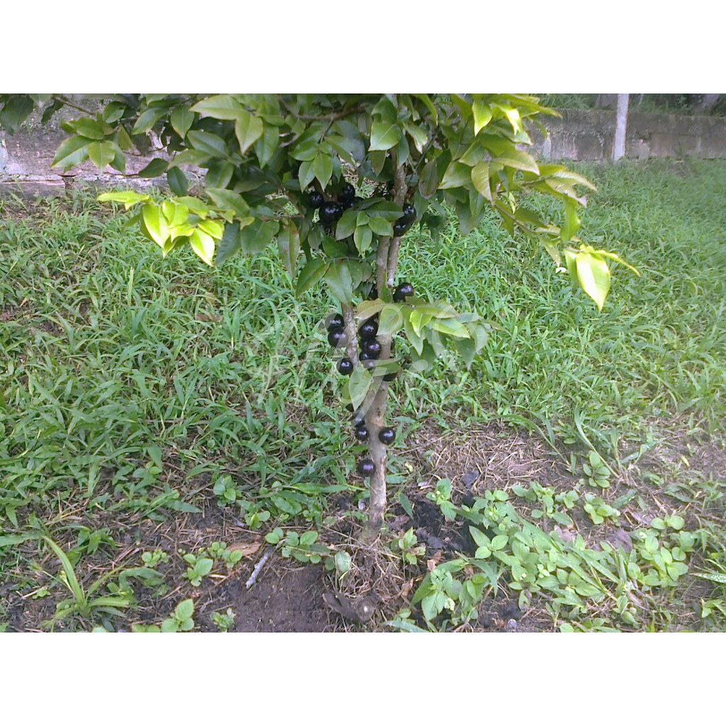 Bibit Tanaman Buah Jaboticaba Preco Precocious Hybrid