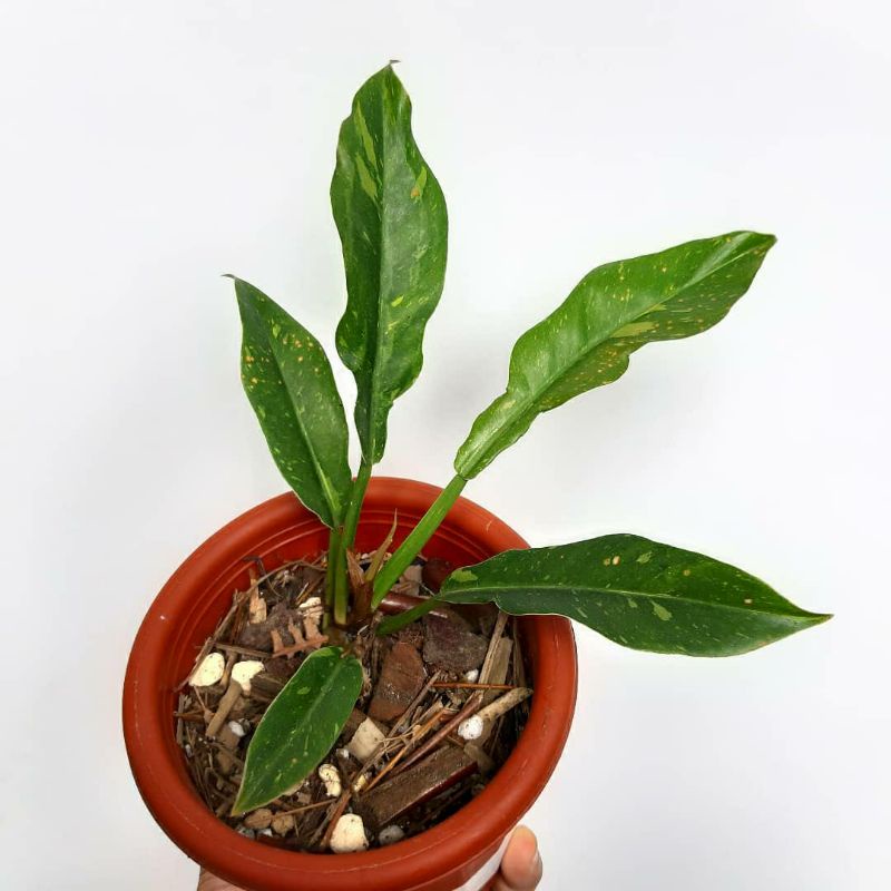 philodendron ring of fire