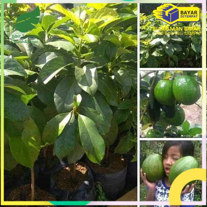 paket 10 bibit alpukat kendil