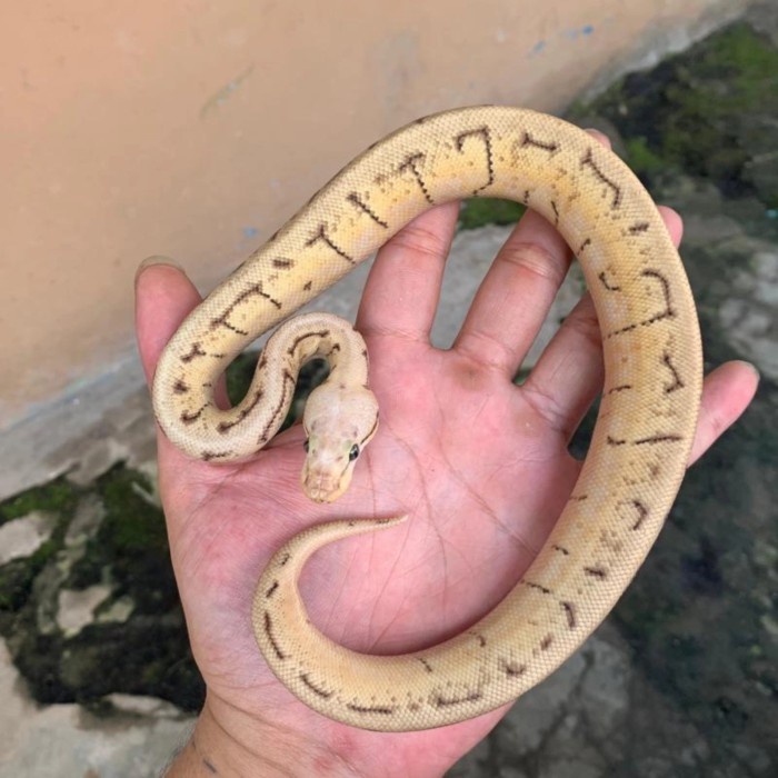 Ball Python Spinner Blast Spider Pinstripe Pastel