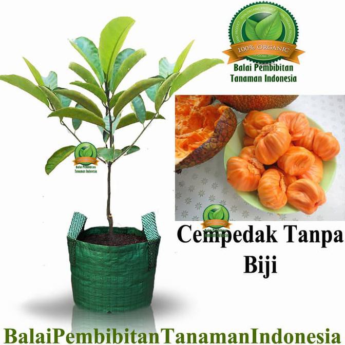 Bibit Tanaman Bibit Cempedak Tanpa Biji / Bibit Buah / Tanaman $_$