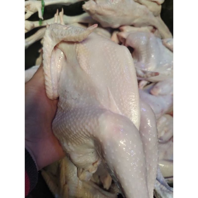 

Ayam kampung asli 1kg