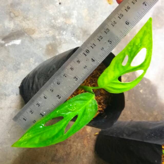 Bibit tanaman asli bunga janda bolong