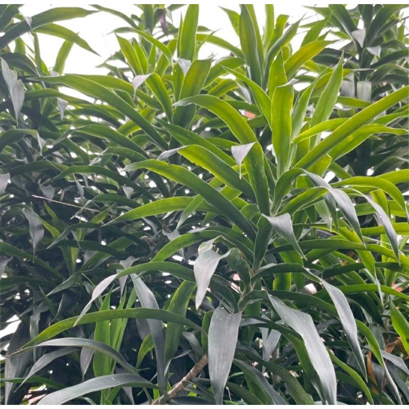 

Daun Pandan Suji 1 Kg / Pandan Betawi Pewarna Makanan Asli