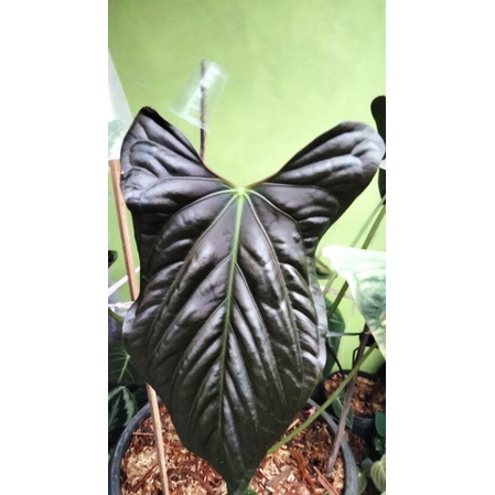 Anthurium Fortsherman - Anturium darkmama