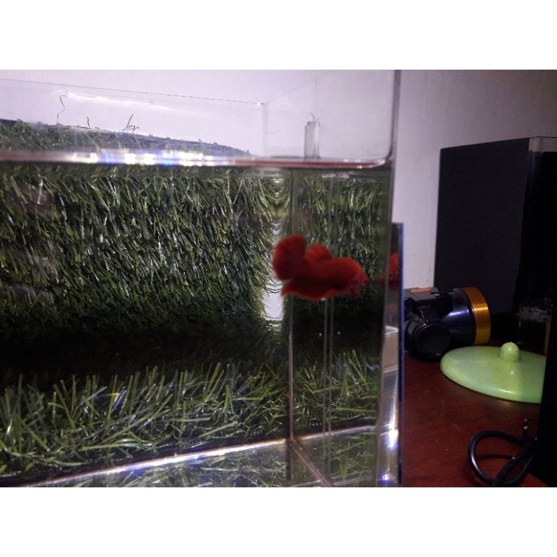 

ikan cupang super red