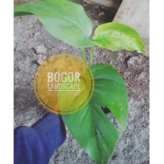 epipremnum pinnatum - tanaman epipremnum pinnatum