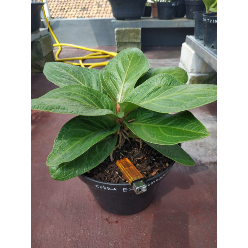 anthurium jemani cobra esmeralda besar kompakta langka. foto asli