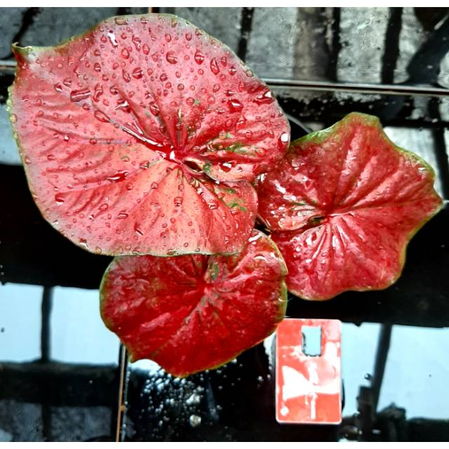 Caladium Red Stardust Bibit