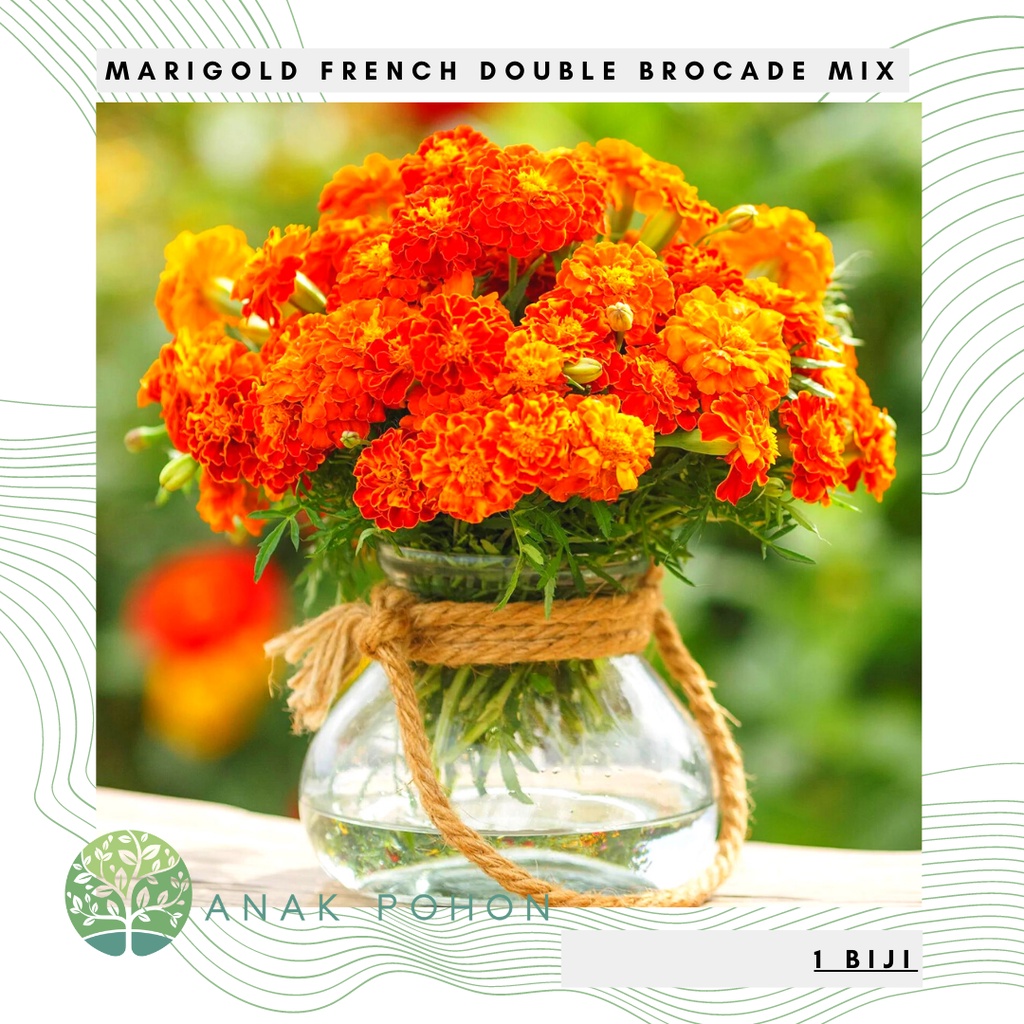 Benih Bibit Biji - Bunga Marigold (French) Double Brocade Mix Flower Seeds - IMPORT