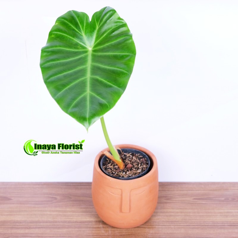 ALOCASIA VIVIPARA | REMUSATIA VIVIPARA