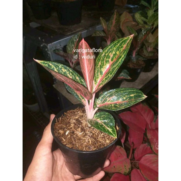 big sale promo aglonema widuri bibit stek orginal berkualitas